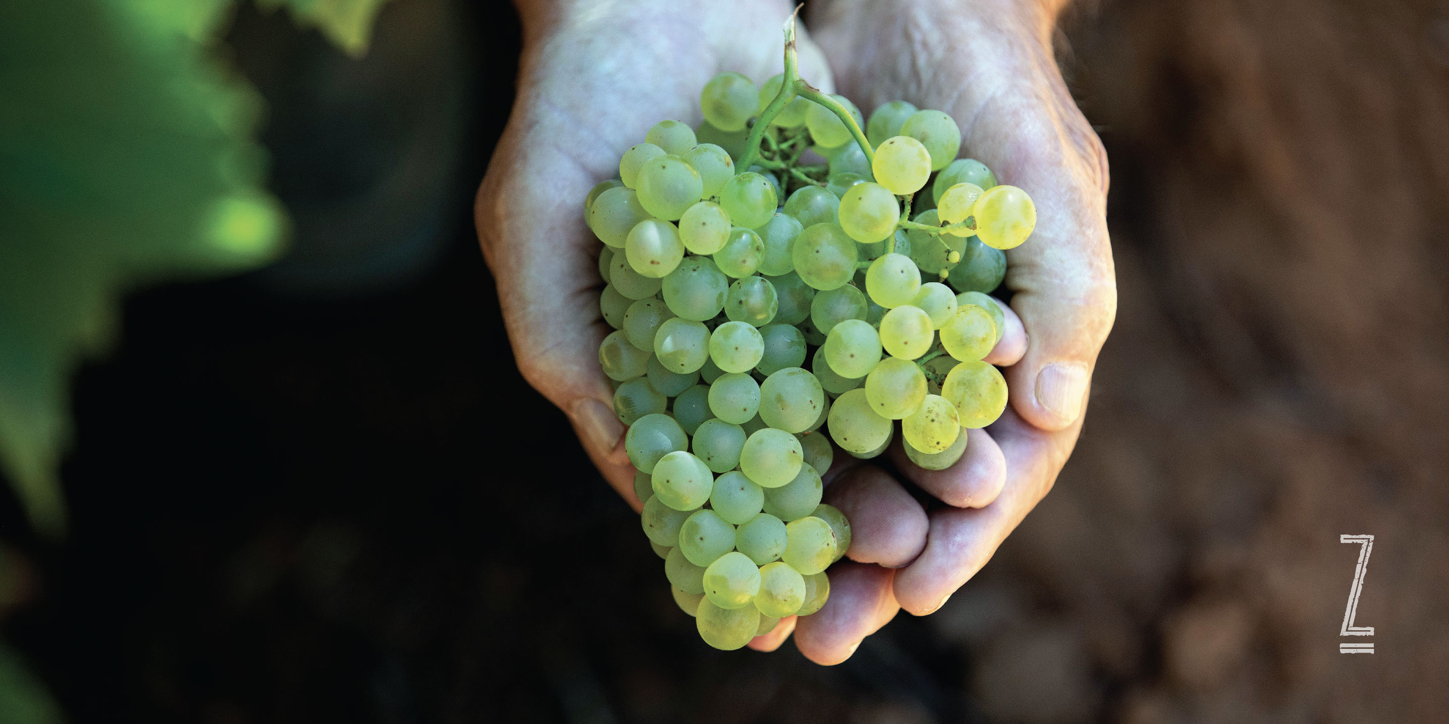 White grapes in hands